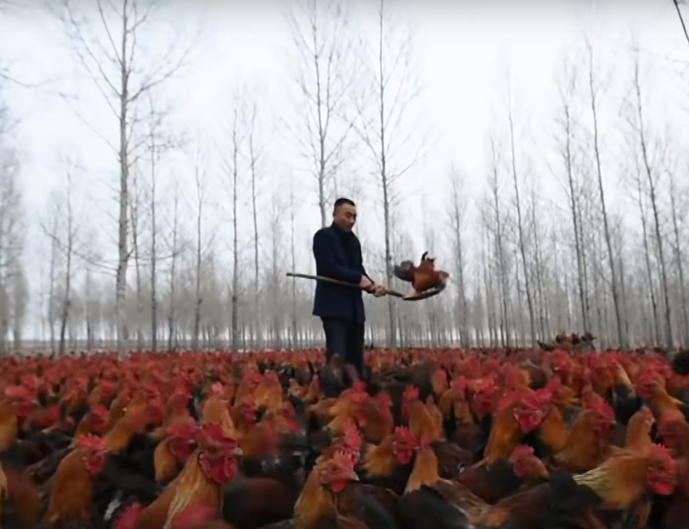 Kineski farmer kao internet zvezda: Svakodnevnica sa 70 hiljada kokošaka